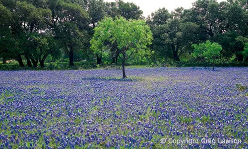 Star Struck<br>- Texas Impressions